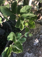 Vangueria macrocalyx