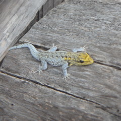 Lygodactylus picturatus