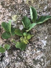 Vangueria macrocalyx