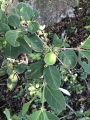 Vangueria macrocalyx