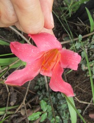 Cyrtanthus sanguineus