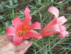 Cyrtanthus sanguineus
