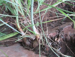 Cyrtanthus sanguineus