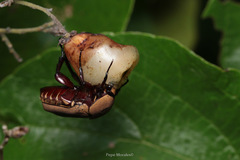 Hologymnetis cinerea