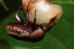 Hologymnetis cinerea