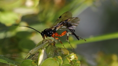 Itoplectis conquisitor