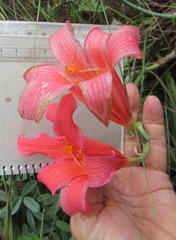 Cyrtanthus sanguineus