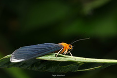 Calodesma maculifrons