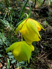 Calochortus pulchellus