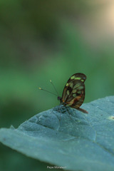 Dismorphia amphione isolda