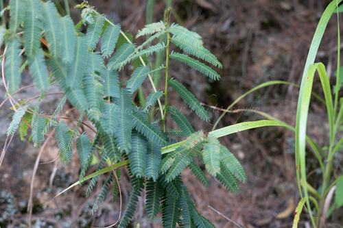 Chamaecrista leschenaultiana iNat (1)
