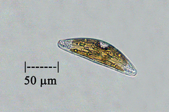 Cymbella