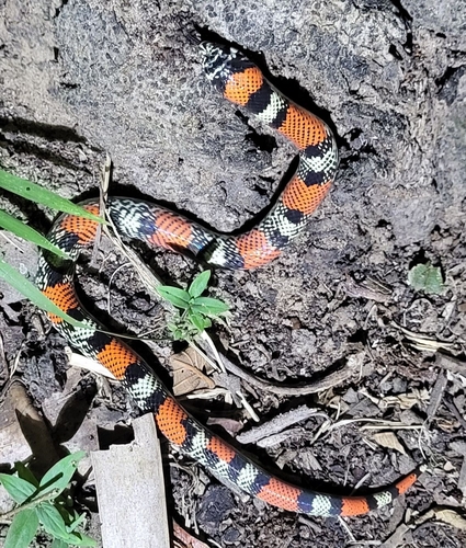 Photo of a Mato Grosso Hognose Snake (Xenodon matogrossensis)