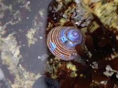 Calliostoma