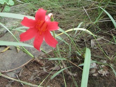Cyrtanthus sanguineus