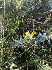 Lasiosiphon splendens