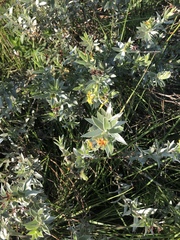 Lasiosiphon splendens