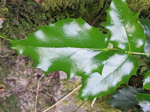 Creeping Oregon Grape seedling