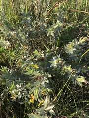 Lasiosiphon splendens