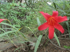 Cyrtanthus sanguineus