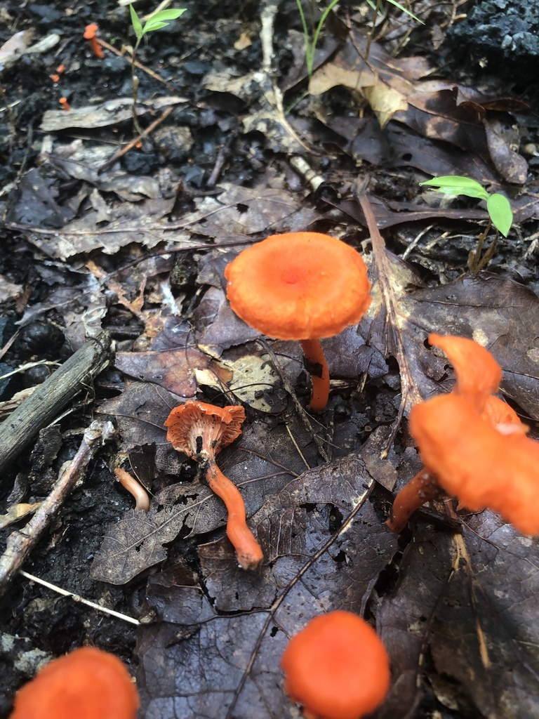 Red Chanterelle from New Castle, Delaware, United States on July 24