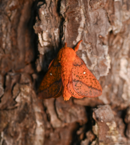Spiny Oakworm Moth photo 5