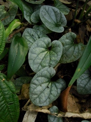 Geophila repens