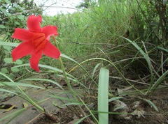 Cyrtanthus sanguineus