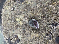 Acanthinucella spirata