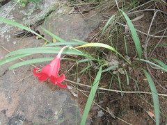 Cyrtanthus sanguineus