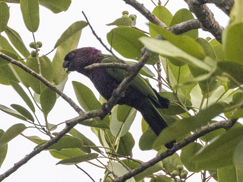 Deroptyus accipitrinus