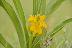 Hypoxis obtusa