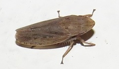 Glossocratus afzelii