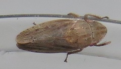 Glossocratus afzelii