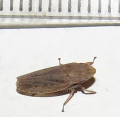 Glossocratus afzelii