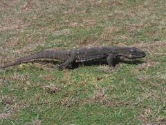 Varanus albigularis