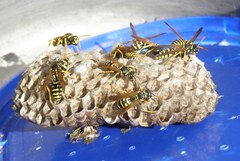 Polistes dominula