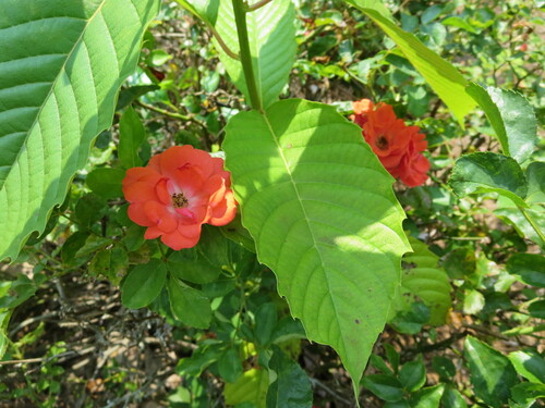 Image of Camptotheca acuminata by no rights reserved