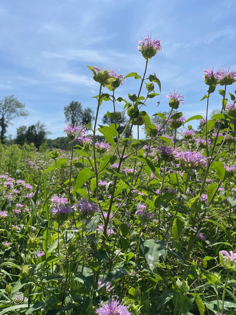 wild bergamot from Chittenden County, VT, USA on July 20, 2023 at 01:52 ...