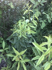 Searsia grandidens
