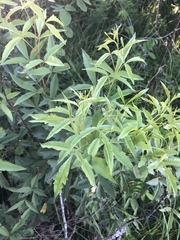 Searsia grandidens