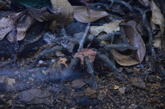 Davus fasciatus
