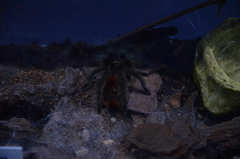 Grammostola iheringi