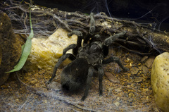 Grammostola pulchra