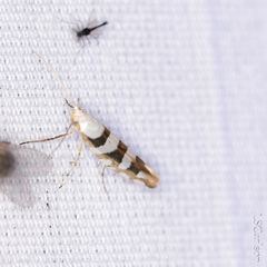 Argyresthia calliphanes