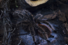 Lasiodora klugi