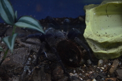 Pterinopelma sazimai