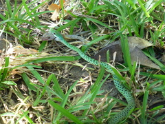 Philothamnus punctatus