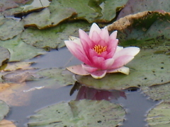 Nymphaea × marliacea