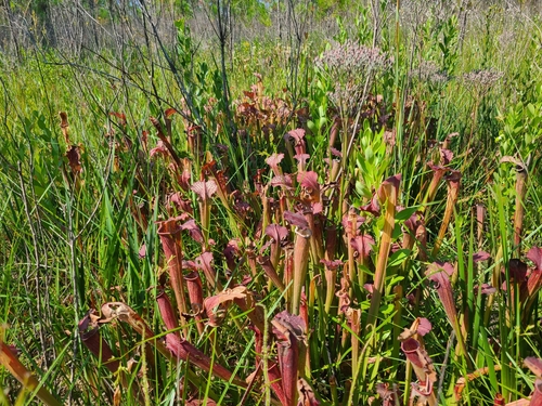 Sarracenia X readei